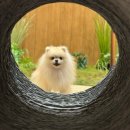 그루밍존 | 견동반/경주애견동반숙소] 경주 애견카페 경주 애견동반호텔 “키녹(KINOCK)” 디럭스 B 307호 솔직후기