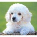 하나토이 이미지