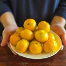 개량농장 | 제주 현타귤 현재농장 제주 귤선물세트