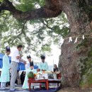 느티나무 이미지