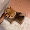 도그마루 강아지고양이 청주점 이미지