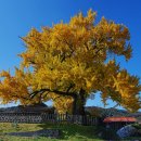 홍산객사 은행나무 이미지