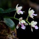 숲속의맑은향기 이미지