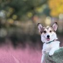 국수나무 미사청아초점 | 미사경정공원에 펜디랑 🐶 | 핑크뮬리 | 미사리밀빛초계국수 후기