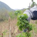 백전농장2 이미지