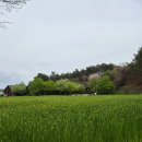 상하 | 고창 '상하농원' 청보리밭 실시간 후기, 광주 근교 아기랑 나들이(26.4.19.)
