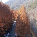 장태산휴양림 이미지