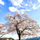 흔들리며 피는 꽃 이미지