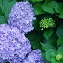 꽃밭에서 이미지