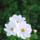 뜨락 Daum카페