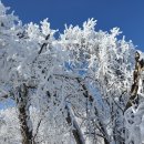 설 특집 발왕산 눈꽃 이미지