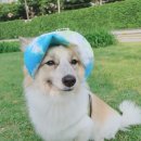 몽이야 이미지