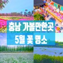 나무 향기 | 5월 충남 가볼만한곳 꽃 명소 6선, 인생사진 보장하는 봄 여행 코스 총정리