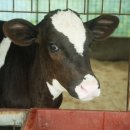 여울목장 이미지