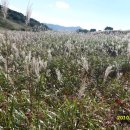 도래재로 이미지