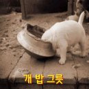 개밥주세요 이미지