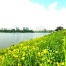 들꽃 - 광진구 면목로 99 | 들꽃