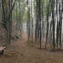 대나무숲길 이미지