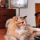 펫웨이브 광교지점 | 미국 로버 펫시터 지원 및 후기 Rover Petsitting