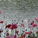 보성강5 이미지