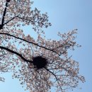 부채박물관 | 부천 원미산 진달래축제 4살 아기랑 꽃구경 활박물관 방문 놀이활동 후기 꽃나무&amp;부채만들기 도안제공