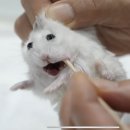 맘대로 마라탕훠궈 이미지