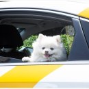 청량리 슬기 동물병원 이미지