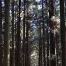 남조로사려니숲길 앞 | 제주 동쪽 당일치기 ㅣ 사려니숲길, 성산일출봉, 김녕해수욕장