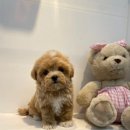 부산강아지분양 하이퍼피 이미지