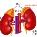 부신(Adrenal gland) - 소화기질환 이미지