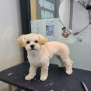 와와리 애견미용 이미지