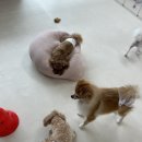 시오멍 이미지