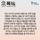 콩깍지 이미지