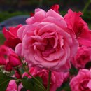 중랑천육교 이미지