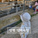 황금목장 - 시흥시 은행로155번길 6 | 양평아기랑 갈만한곳 양떼목장 내돈내산후기