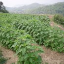 방골농장 이미지