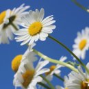 국제문화교류관 야외정원 이미지