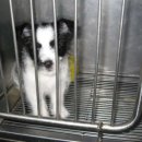 김정복 동물병원 이미지