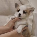 버디독 강아지분양 안심분양센터 서울 영등포점 이미지