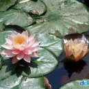 수련