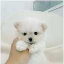 베베-멍 이미지