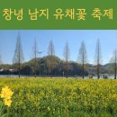씨유 창녕남지유채점 | 창녕 남지 유채꽃 축제 후기