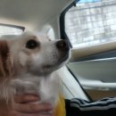 꽃님이이불 Daum카페