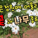 꽃과나무 네이버블로그