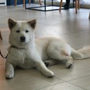 꽃개 Daum카페