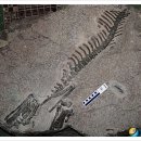 프로토케라톱스 이미지