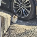 럭키칼국수 | [강원_동해] 동해 중앙시장 앞 감자옹심이 "고향의맛손칼국수감자옹심이" 내돈내산 솔직후기