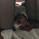 코카 24시 동물병원 이미지