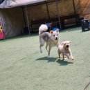 두리멍쉴 애견유치원 네이버블로그