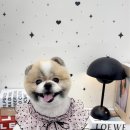상아 애견미용용품 | 대전 동구 애견 미용 가오동 아토그루밍 포메라니안 곰돌이컷 후기